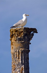 Seagull on a pillar